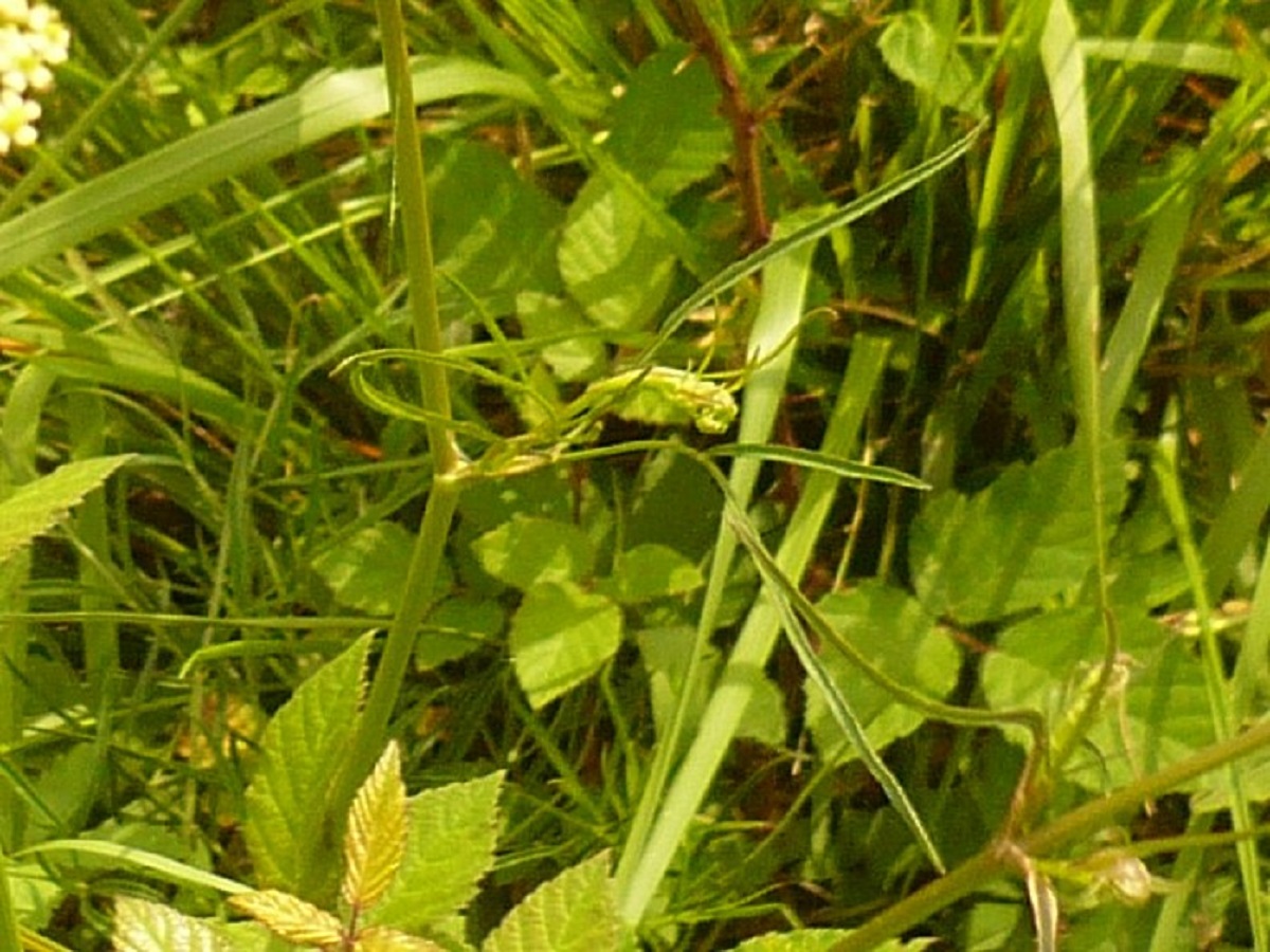 Silaum silaus var. angustifolium (Apiaceae)